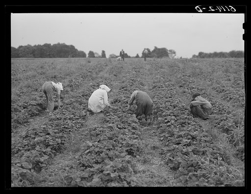 Untitled photo, possibly related to: Picking strawberries. Berrien County, Michigan