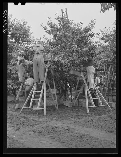 Untitled photo, possibly related to: Cherry pickers. Berrien County, Michigan