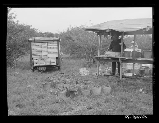 Berrien County, Michigan. Packing shed in a cherry orchard