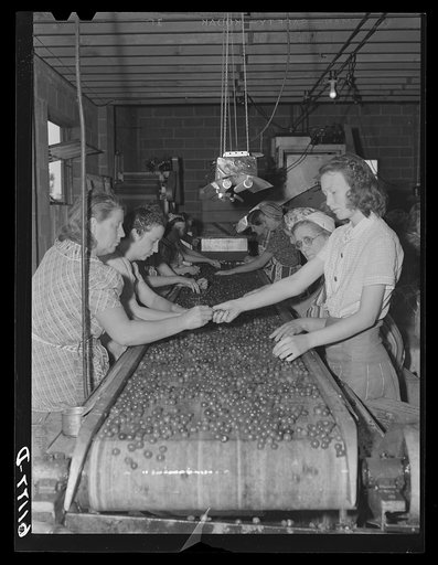 Migrant women at work in cherry packing plant. Berrien County, Michigan