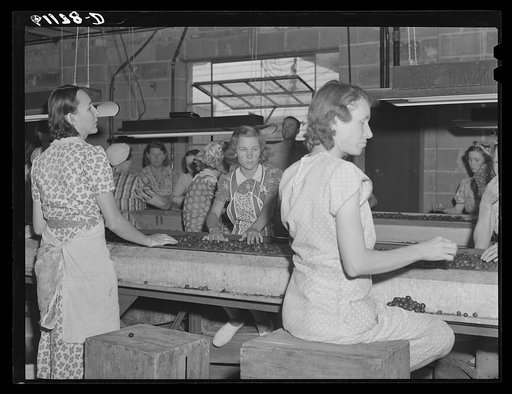 Untitled photo, possibly related to: Migrant women at work in cherry packing plant. Berrien County, Michigan