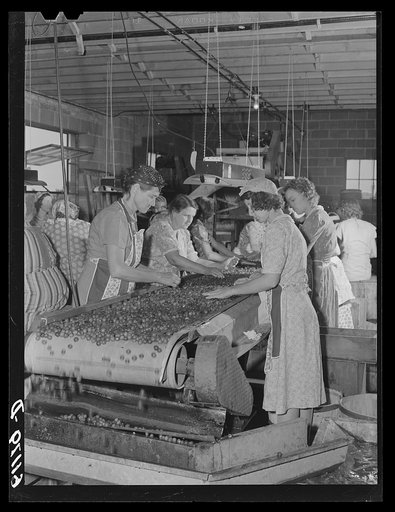 Migrant women at work in packing plant. Berrien County, Michigan