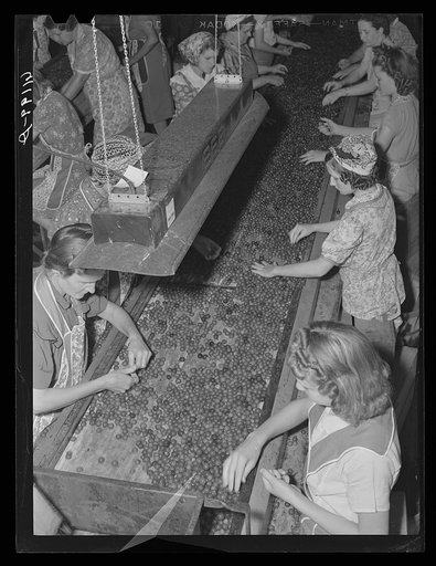 Grading cherries in packing plant. Berrien County, Michigan