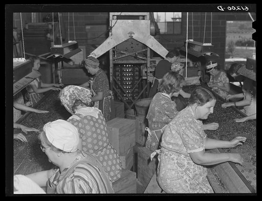Grading cherries in packing plant. Berrien County, Michigan. These women are wives of migrant fruit pickers