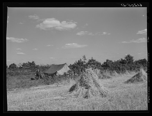Tent of migrant berry picker. Berrien County, Michigan