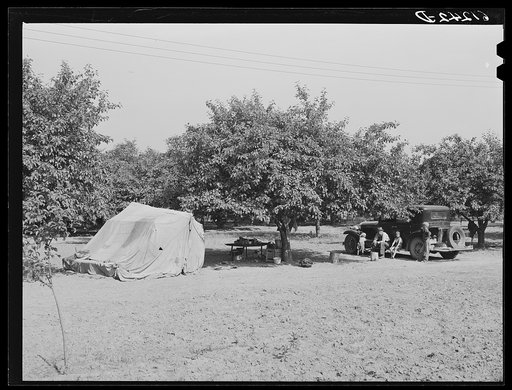 Tent pitched in cherry orchard, occupied by father, mother, and three children from Arkansas. Berrien County, Michigan
