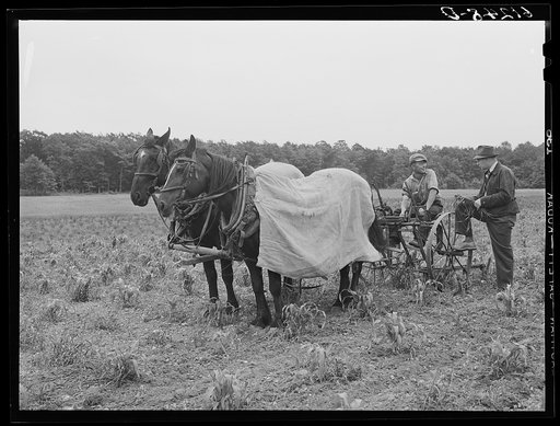 County supervisor talking to FSA (Farm Security Administration) borrower who is cultivating corn. Door County, Wisconsin