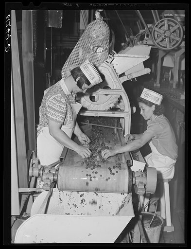 End of the beltline of women removing defective cherries and stems. Canning plant. Sturgeon Bay, Wisconsin