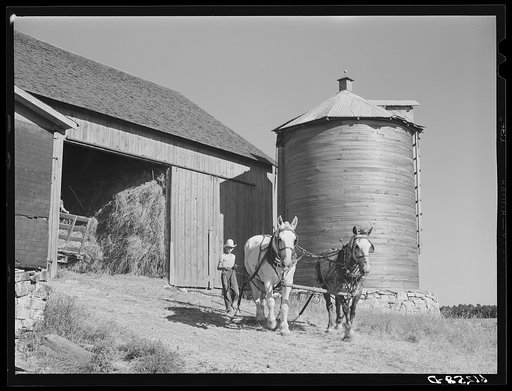 Loading hay into loft with team of horses and pulley. Door County, Wisconsin