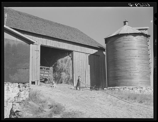 Dragging back rope during process of loading hay into loft by means of pulley and team of horses. Door County, Wisconsin