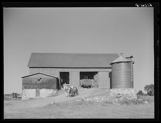 Loading hay into loft by means of pulley. Door County, Wisconsin
