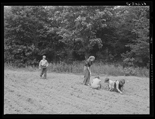 Wife and children of FSA (Farm Security Administration) borrower at work in garden. Door County, Wisconsin