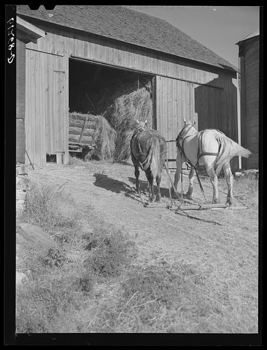 Untitled photo, possibly related to: Loading hay into loft by means of pulley. Door County, Wisconsin