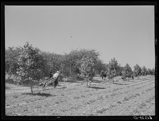 Moving ladders to another part of the orchard. Cherry pickers. Door County, Wisconsin