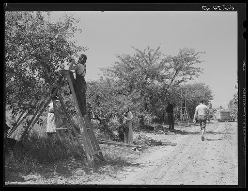 Cherry pickers working in the largest cherry orchard in the world. Door County, Wisconsin