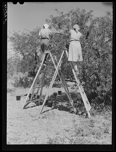Cherry pickers. Door County, Wisconsin