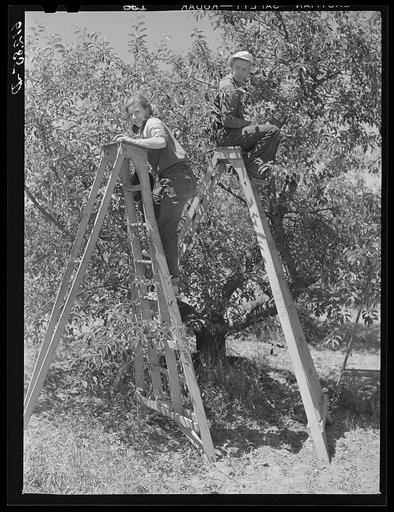 Untitled photo, possibly related to: Cherry pickers. Door County, Wisconsin