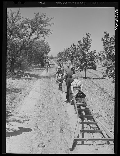 Young cherry pickers moving on to another part of the orchard. Door County, Wisconsin