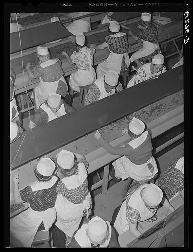 Women removing defective cherries in canning plant. Sturgeon Bay, Wisconsin