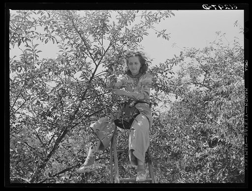 Cherry picker. Door County, Wisconsin