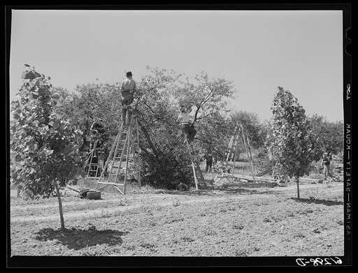 Picking cherries. Door County, Wisconsin