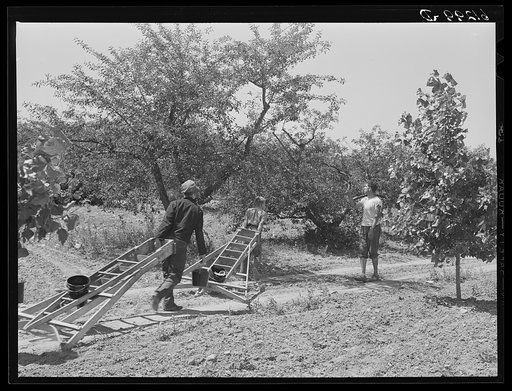 Orchard boss directing cherry pickers to unpicked trees. Door County, Wisconsin