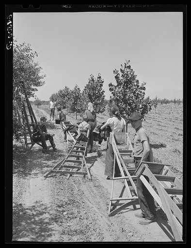Untitled photo, possibly related to: Orchard boss directing cherry pickers to unpicked trees. Door County, Wisconsin