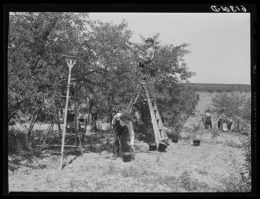 Picking cherries. Door County, Wisconsin