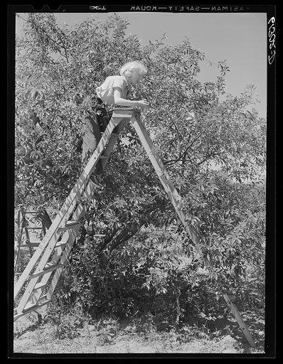 Picking cherries. Door County, Wisconsin