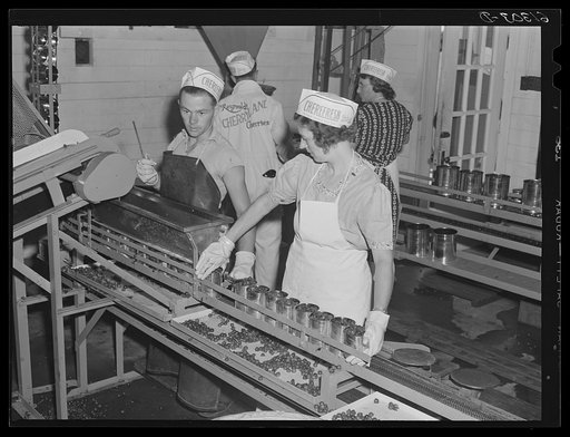 Cans of cherries on way to sealing machine. Door County, Wisconsin