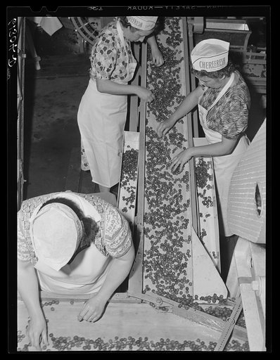 Removing defective cherries and stems. Canning plant, Door County, Wisconsin