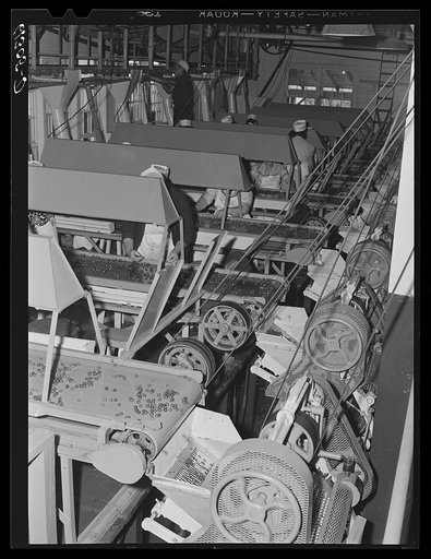 Interior of cherry canning plant. Door County, Wisconsin