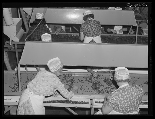 Removing defective cherries and stems. Canning plant, Door County, Wisconsin