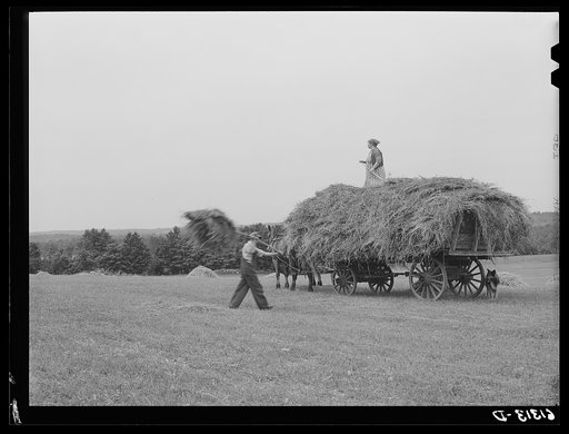 Loading hay. Door County, Wisconsin