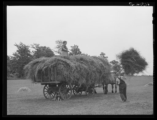 Untitled photo, possibly related to: Loading hay. Door County, Wisconsin