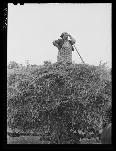 Farm wife helping to load hay. Door County, Wisconsin