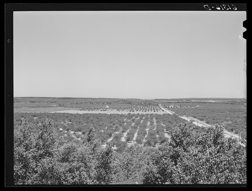 Part of the largest cherry orchard in the world. Door County, Wisconsin