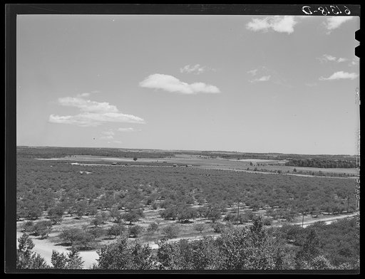 Part of the largest cherry orchard in the world. Door County, Wisconsin