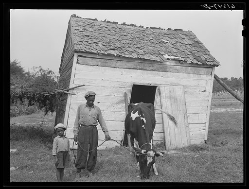 John Barnes with cow he bought through a FSA (Farm Security Administration) loan. Near Ridge, Saint Mary's County, Maryland