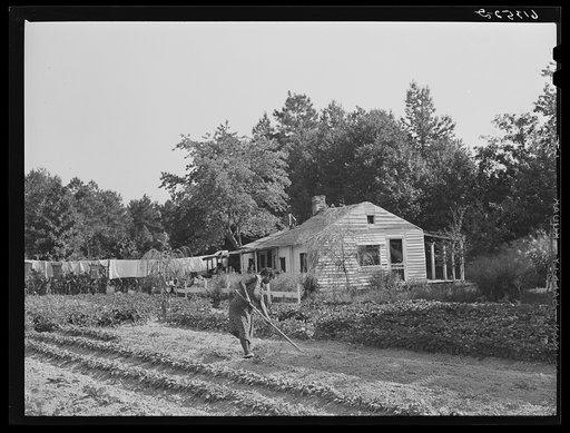 Untitled photo, possibly related to: Mrs. Calip White hoeing in her late garden. Saint Mary's County, Maryland