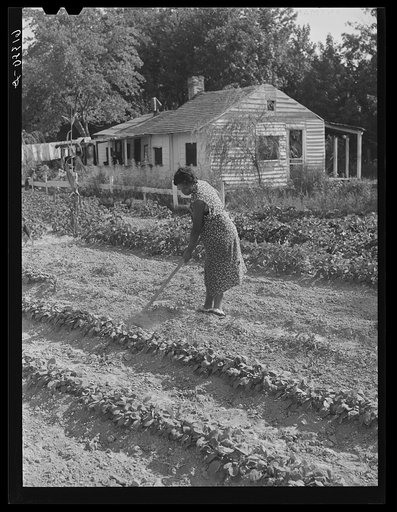 Mrs. Calip White hoeing in her late garden. Saint Mary's County, Maryland