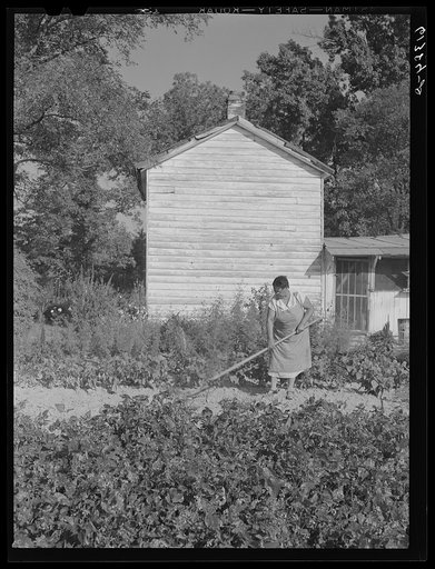 Mrs. Eugene Smith hoeing in her garden. Saint Mary's County, Maryland