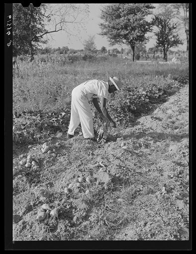 Untitled photo, possibly related to: Eugene Smith, FSA (Farm Security Administration) borrower, picking beans in the garden. Saint Mary's County, Maryland