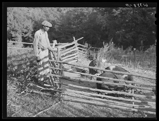 Untitled photo, possibly related to: James Bush, FSA (Farm Security Administration) borrower, shucking corn in front of his new corn crib. Saint Mary's County, Maryland