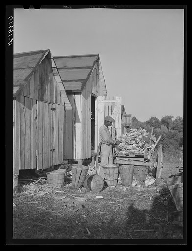 James Bush, FSA (Farm Security Administration) borrower, shucking corn in front of his new corn crib. Saint Mary's County, Maryland