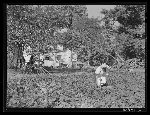 Eugene Smith, FSA (Farm Security Administration) borrower, picking beans in the garden. Saint Mary's County, Maryland
