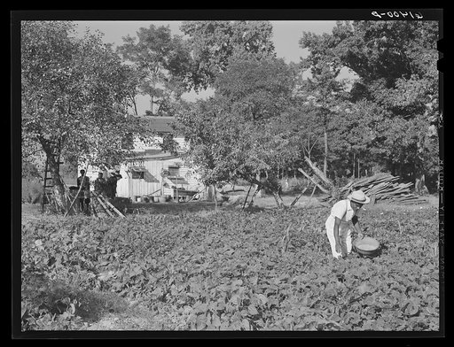 Untitled photo, possibly related to: Eugene Smith, FSA (Farm Security Administration) borrower, picking beans in the garden. Saint Mary's County, Maryland
