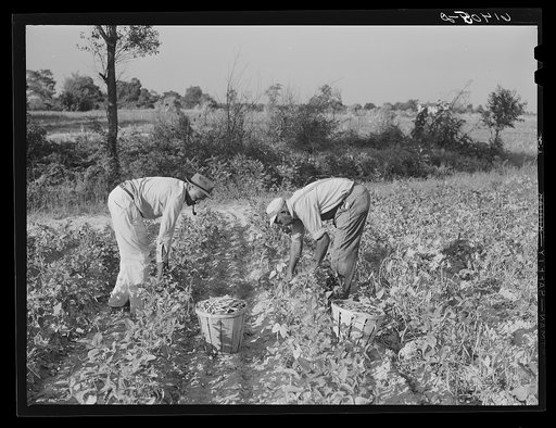 George Pernell and Lucas Barnes picking peas for canning factory, an occasional source of extra income. Saint Mary's County, Maryland