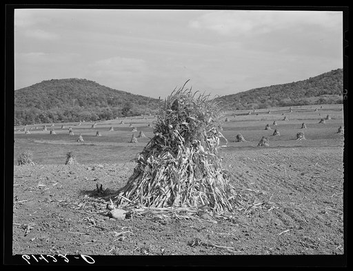 Corn shocks on Phil Gay's farm in the Scioto River valley at the foot of the hills. Ross County, Ohio