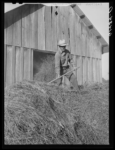 Joe Coperning loading hay into his barn. Ross County, Ohio